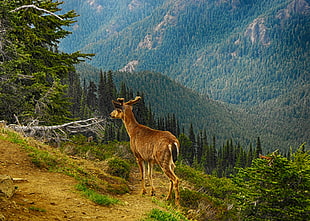 deer standing on mountain hill HD wallpaper