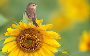 brown Sparrow bird on top of sunflower