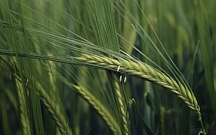 focus photo of green wheat