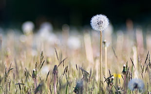 macro shot photo of dandelion HD wallpaper