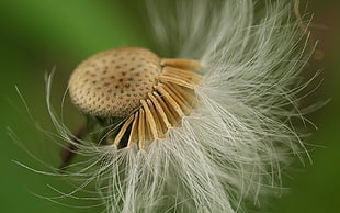 macro photography of a dandelion