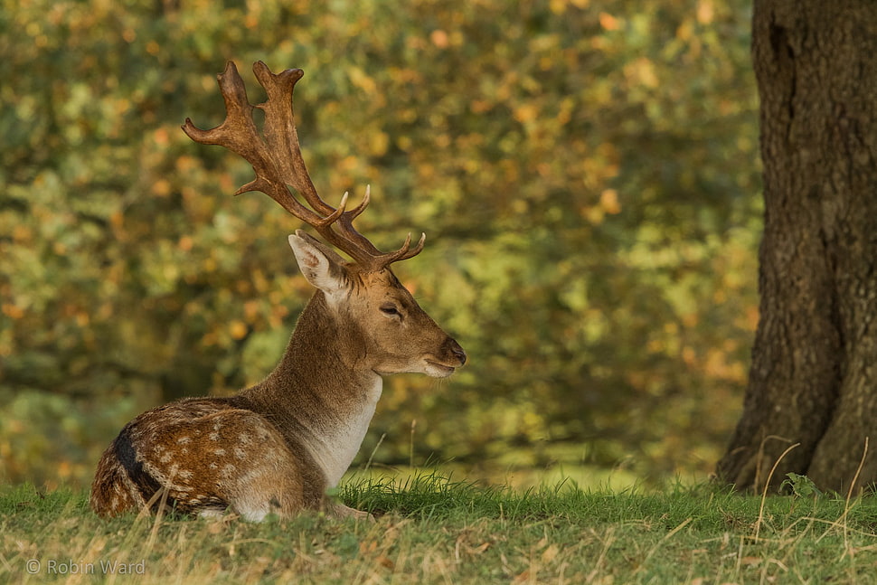 brown deer, animals, nature, deer HD wallpaper