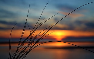 silhouette and selective focus photograph of grass