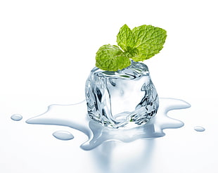 focus photography of ice cube and green tea leaf HD wallpaper