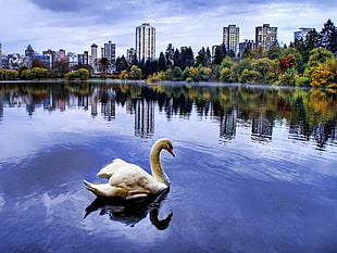 white swan swimming on water HD wallpaper