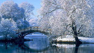 bridge over a river between snow covered trees HD wallpaper