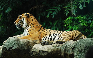 orange Bengal tiger, tiger, animals