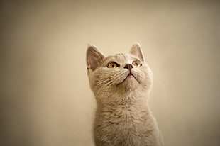 gray cat, cat HD wallpaper