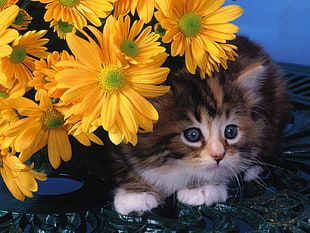 calico kitten under yellow daisies
