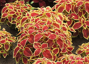 red-and-yellow leaf flowers