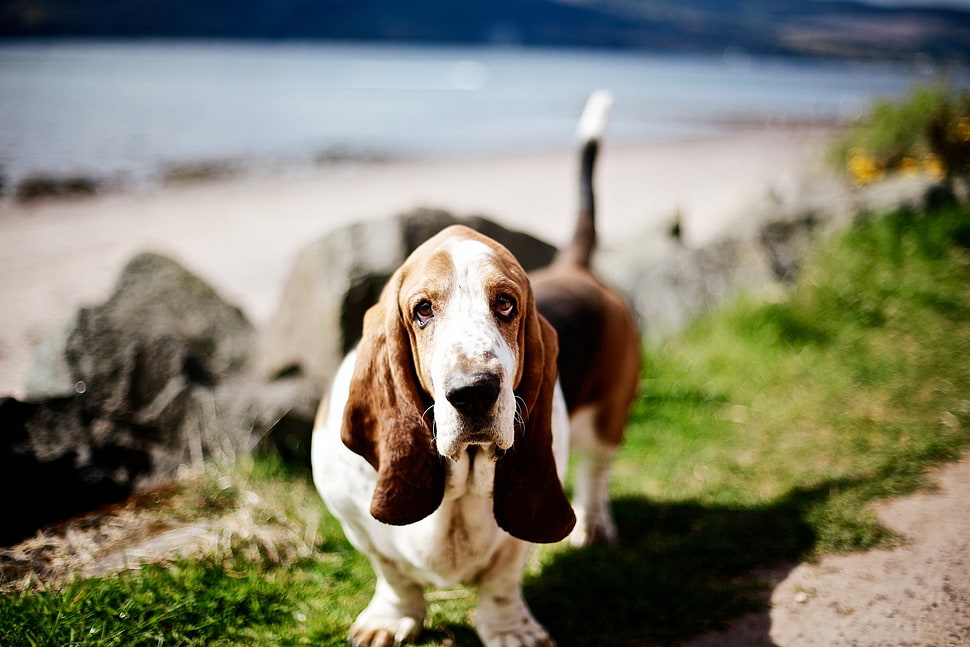 white and brown dachshund HD wallpaper