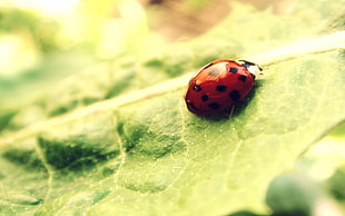 macro photography of red ladybug perched on green leaf