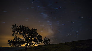 silhouette of tree photo, landscape, long exposure, night, trees HD wallpaper