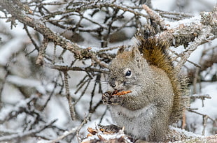 selective focus photography of squirrel on branch of tree