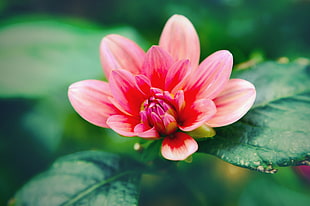 macroscopic photo of pink flower
