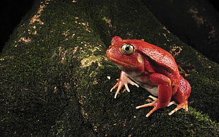 red and white frog