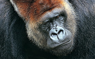 portrait photo of ape HD wallpaper