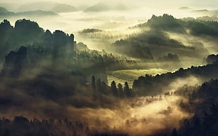 silhouette trees and mountain, mist, landscape, nature, forest