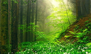 green leafed plants, nature, landscape, green, mist