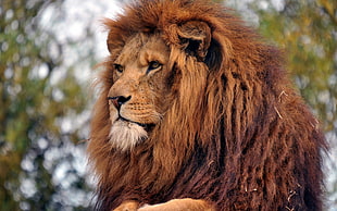 lion