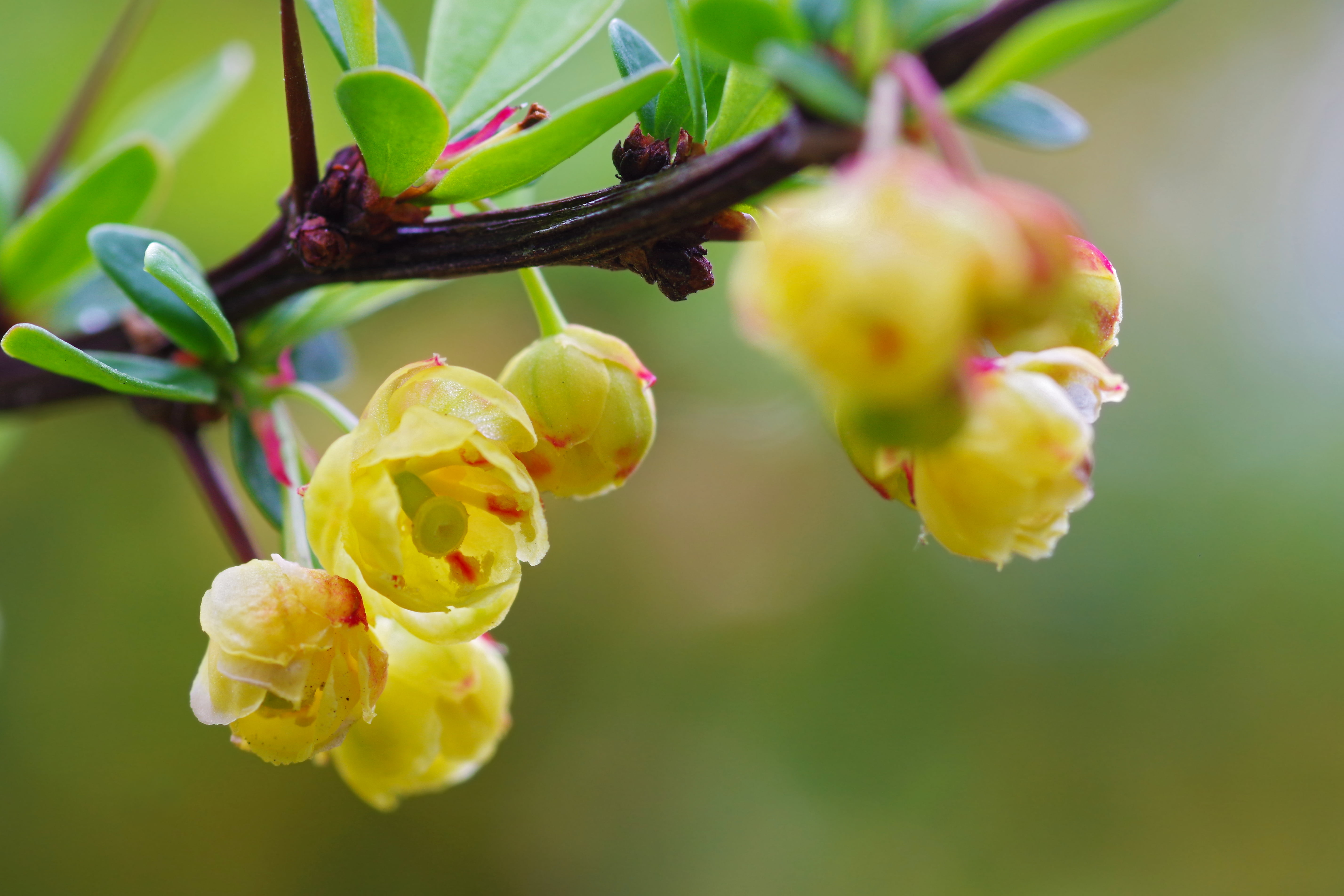 yellow Cherry Blossoms in bloom during daytime