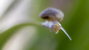 shallow focus photography shot of snail during daytime