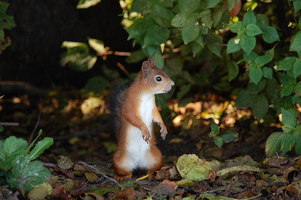 selective photograph of a Squirrel HD wallpaper