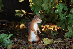 selective photograph of a Squirrel