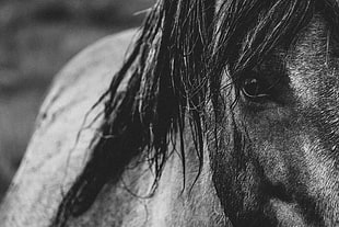 grayscale photo of horse HD wallpaper