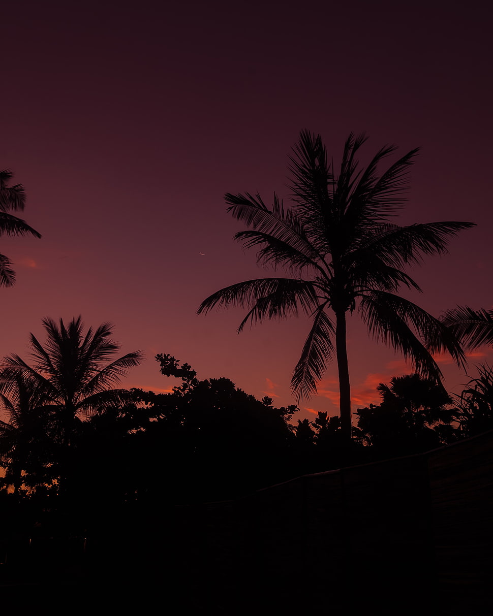 silhouette of palm tree HD wallpaper
