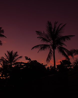 silhouette of palm tree HD wallpaper