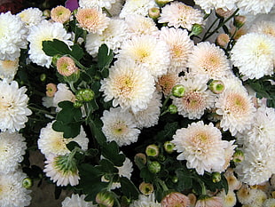closeup photography of white Chrysanthemum flowers HD wallpaper