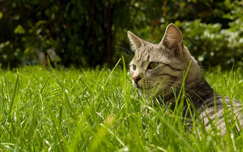 brown Tabby cat on green grasses during daytime HD wallpaper