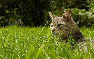 brown Tabby cat on green grasses during daytime