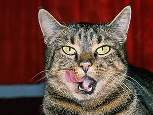 black Tabby cat showing tongue