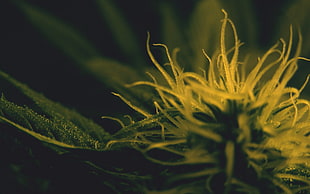 macro photography of yellow flower, macro, cannabis HD wallpaper