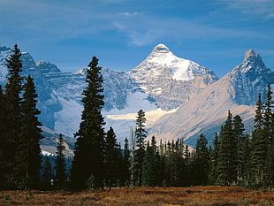 trees and mountains, mountains