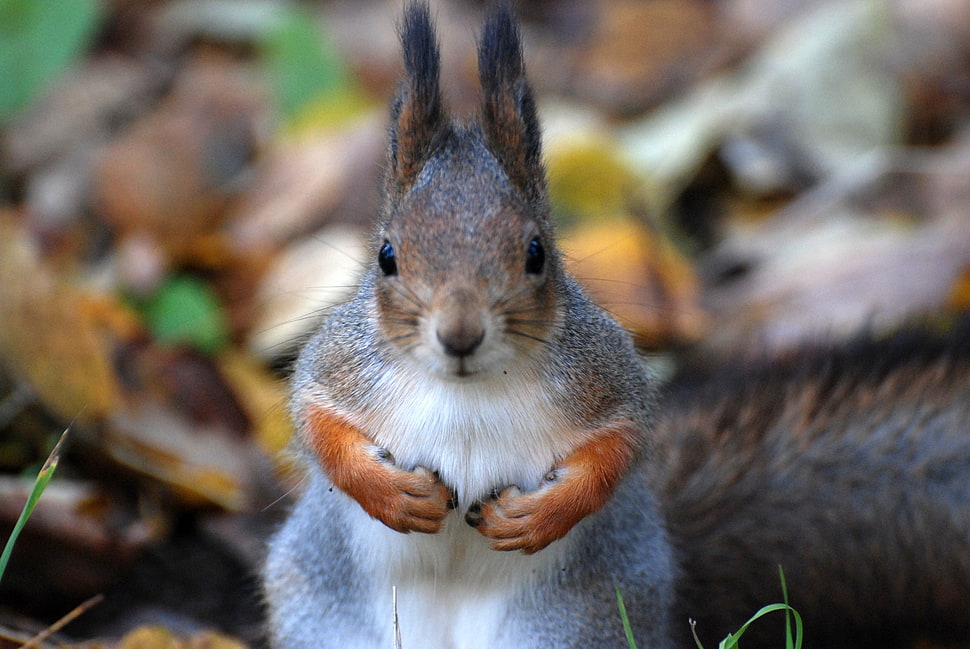 gray and brown Squirrel HD wallpaper