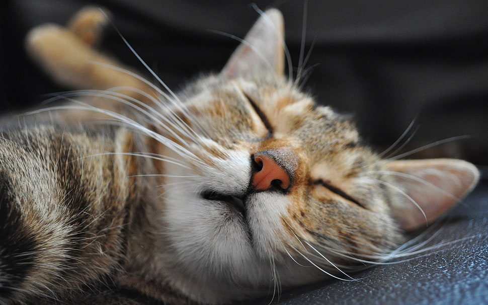 brown tabby cat sleeping during daytime HD wallpaper
