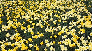 yellow Daffodil flower field at daytime