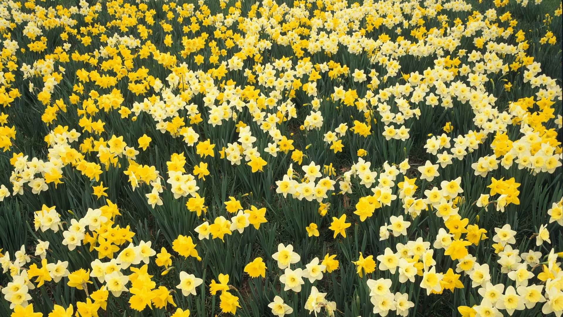 yellow Daffodil flower field at daytime