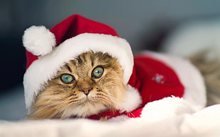brown cat wearing santa costume