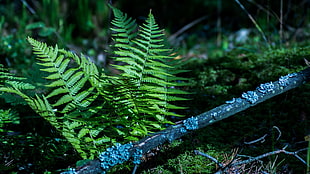 green fern plants, Polypodium, forest, wood, nature