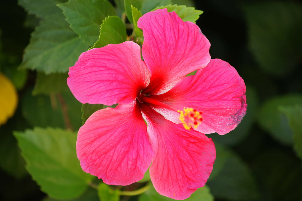 pink hibiscus in bloom in close up photography HD wallpaper