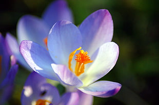 close up photo of purple Crocus flower, münchen