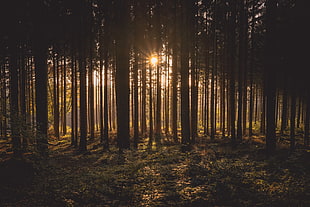 landscape photo of forest during sunset