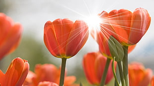 selective focus photography of tulips HD wallpaper