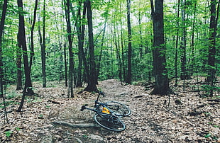 black road bike, forest, trees, bicycle HD wallpaper