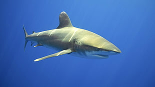 men's black shorts, shark, calm waters, Pacific Ocean, Great White Shark HD wallpaper