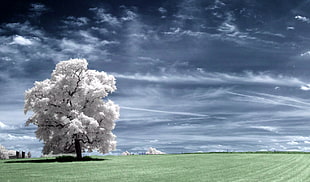 white leaf trees with gray clouds
